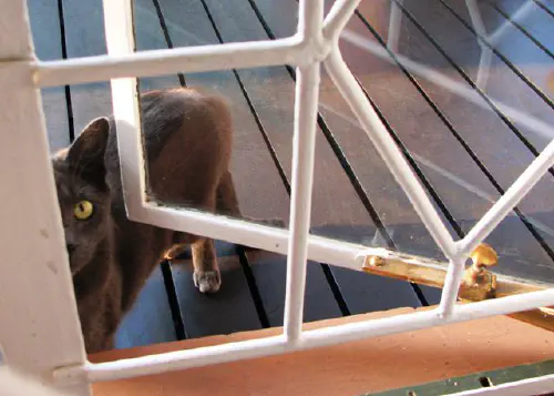 Cat looking through my window