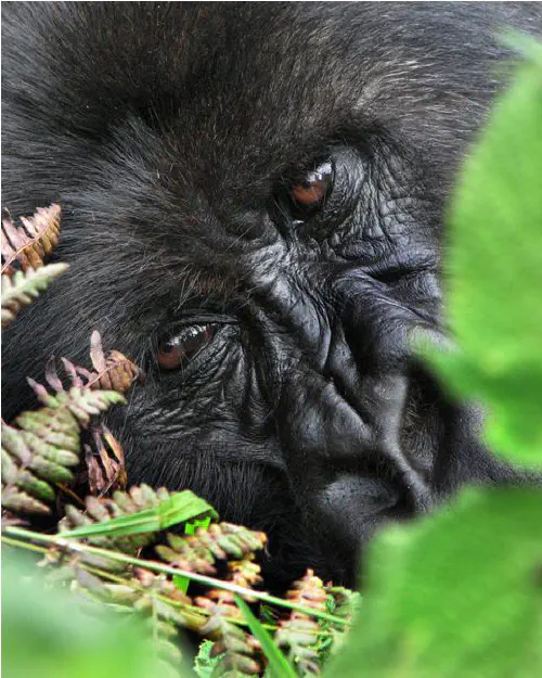 Heather's old gorilla photo