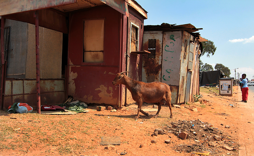 A goat in Alexandra Township