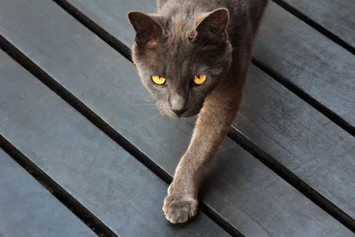 Smokey on porch