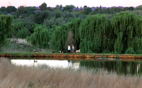 Walking dogs at Emmarentia Dam