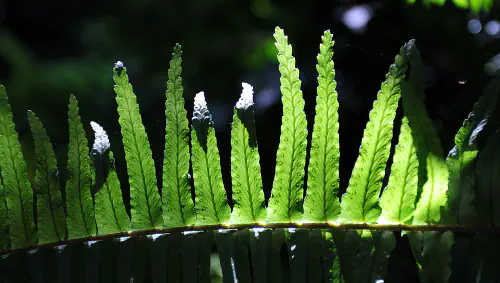 Fern in garden