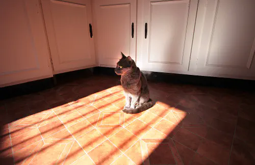 Smokey in kitchen