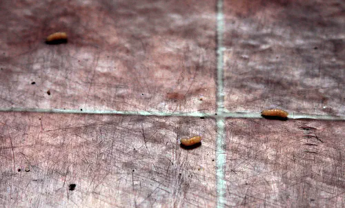 Maggots on the kitchen floor