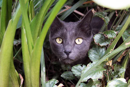 Smokey hiding