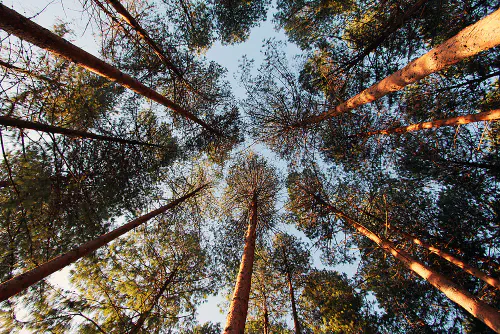 Looking up from a pine tree forest