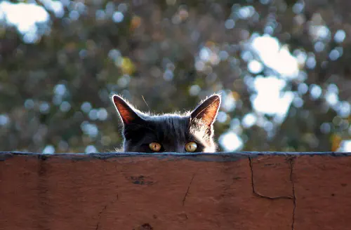 Smokey peeking over the edge of the roof