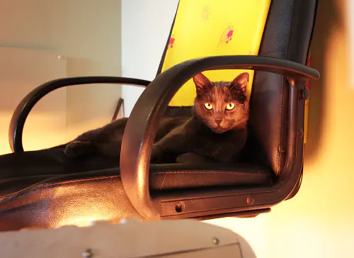 The Melville Cat by the heater