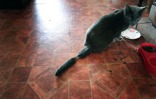 Smokey with an injury on his tail