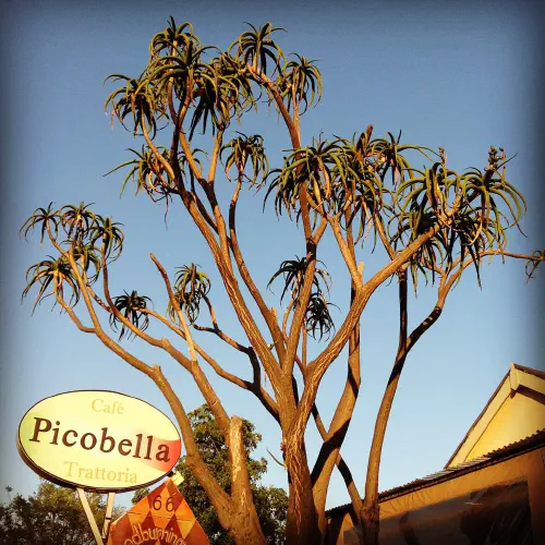 Aloe tree at Picobella