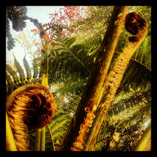 Palm fronds unfurling