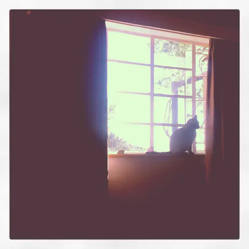 Smokey in the window