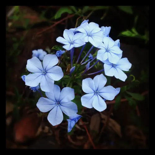 Little blue flowers