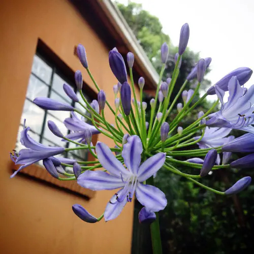 Agapanthus in bloom