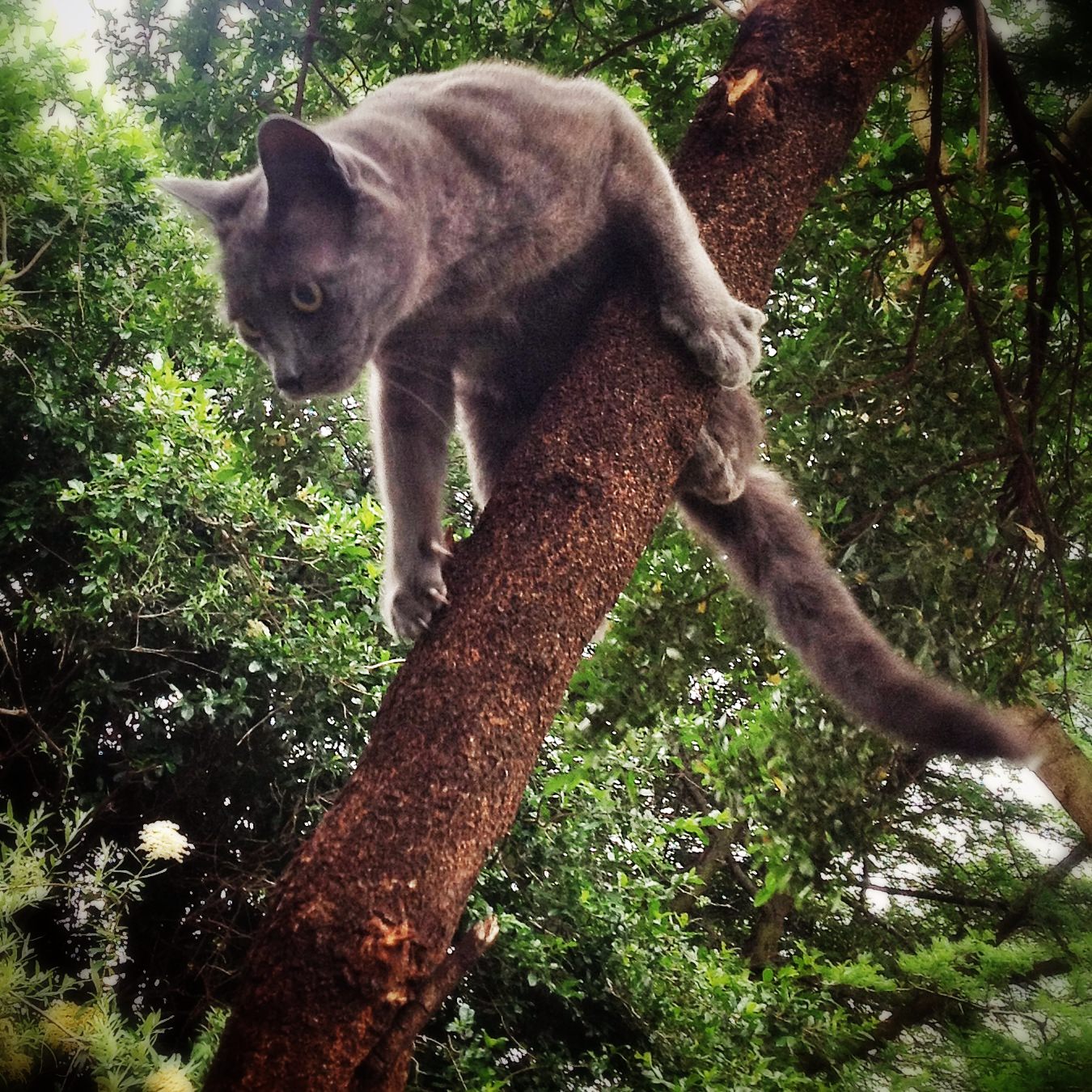 cat in tree