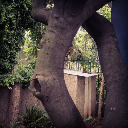 Smokey on the roof of a shed