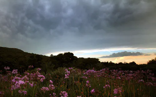 Flowers in Walter Sisulu