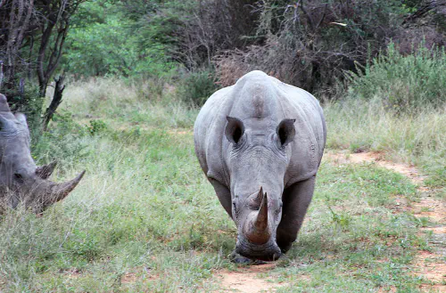 Rhino standing in front of me