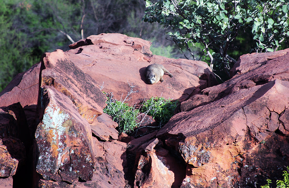 dassie on plateau