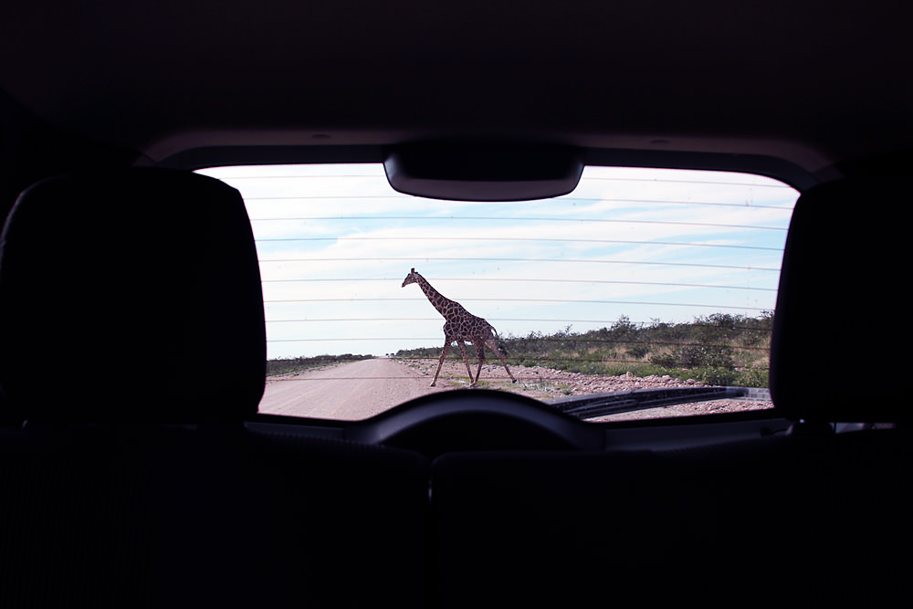 giraffe crossing
