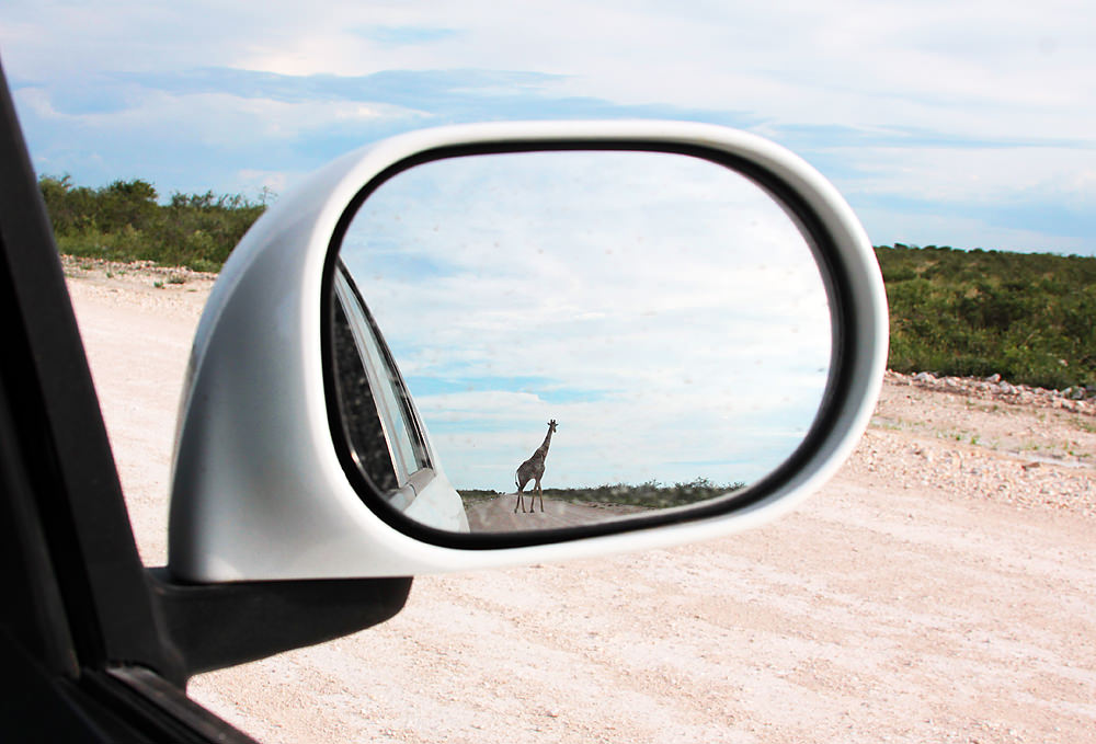 giraffe rearview