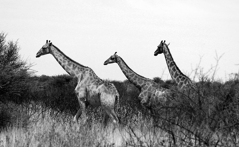 giraffe trio