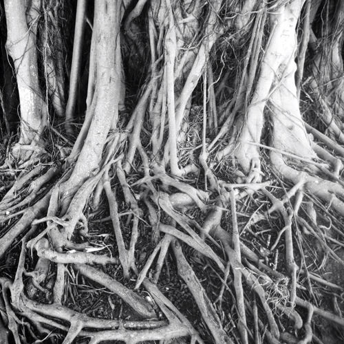 fig tree roots instagram