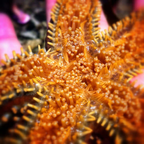 starfish tentacle instagram