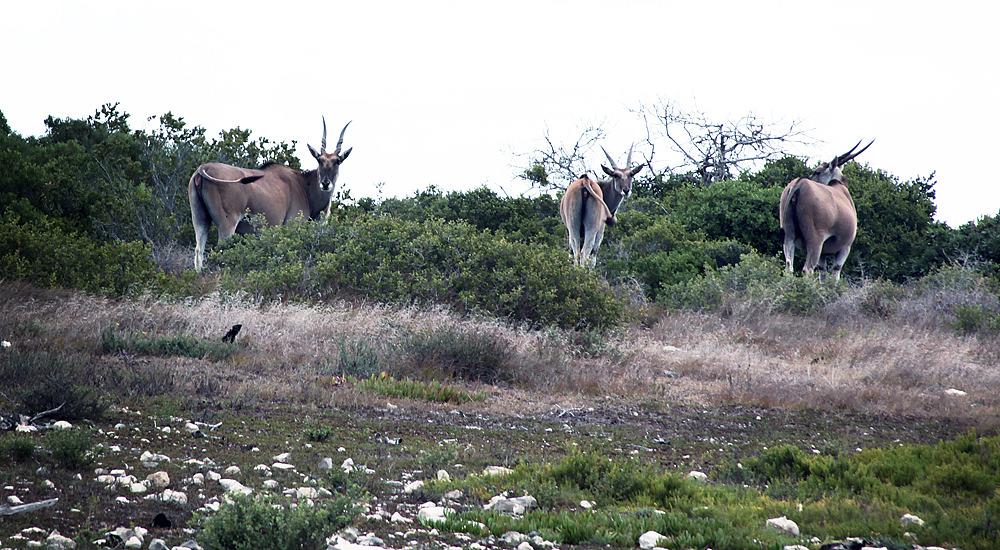 eland