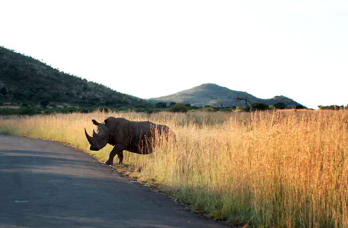 A rhino crossing the road