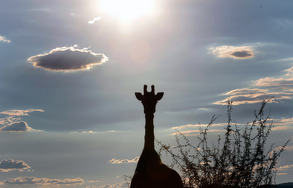 giraffe silhouette