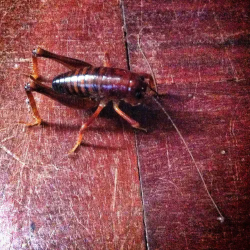 Parktown Prawn