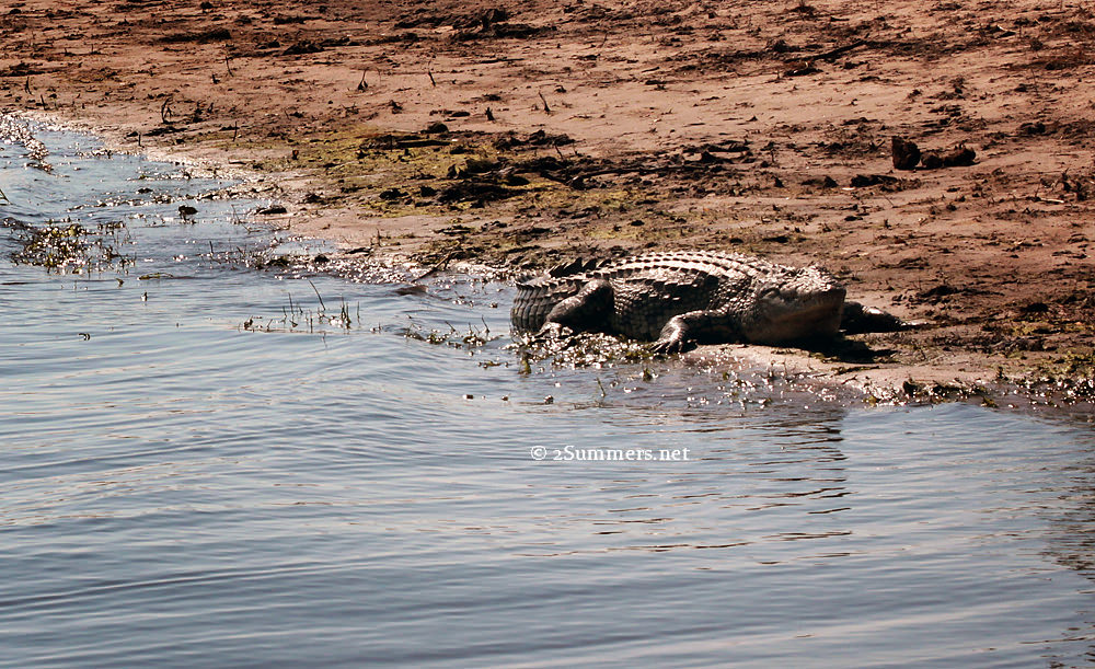 Croc water’s edge