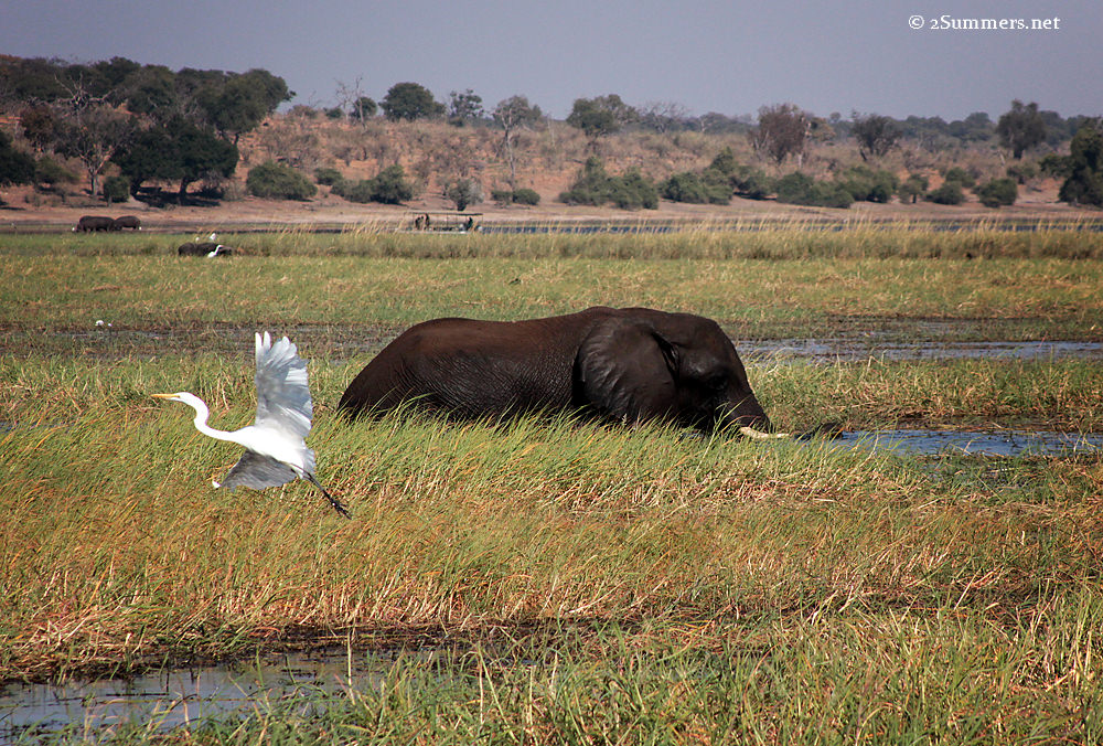 Elephant and bird