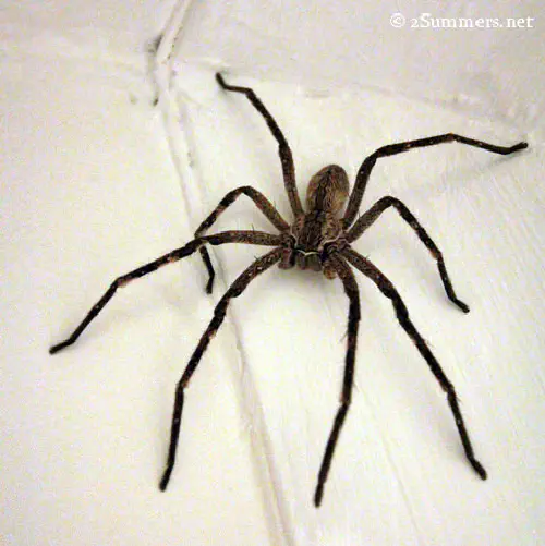 Rain spider in the house