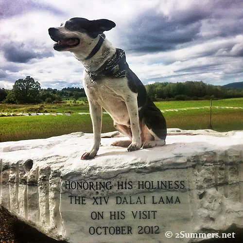 Finley the dog in Vermont