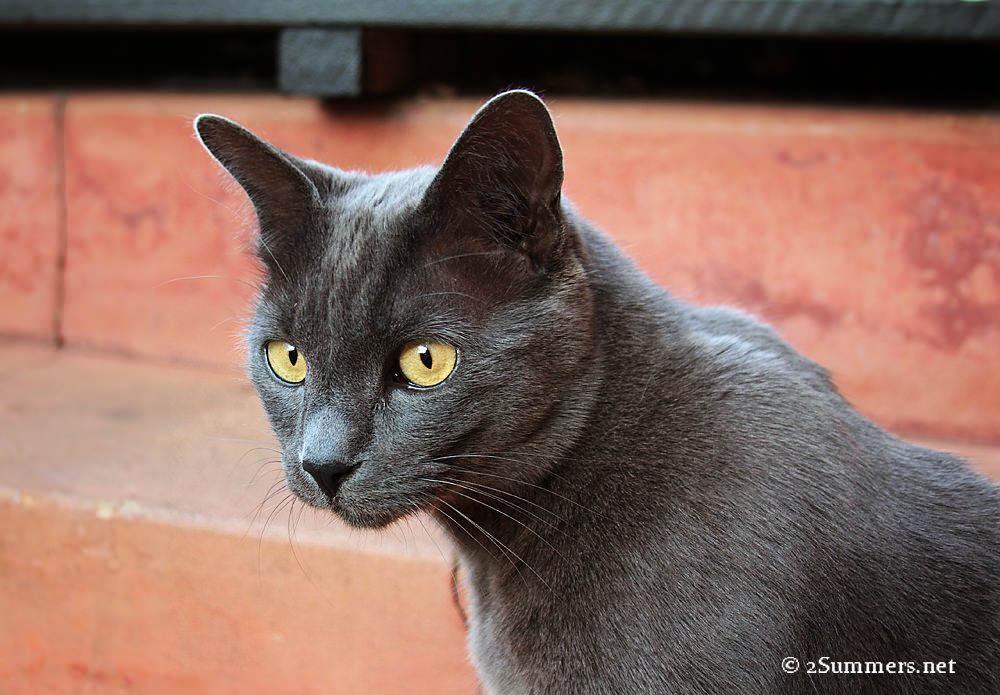 Melville Cat on steps