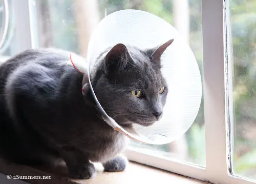 Smokey in the window