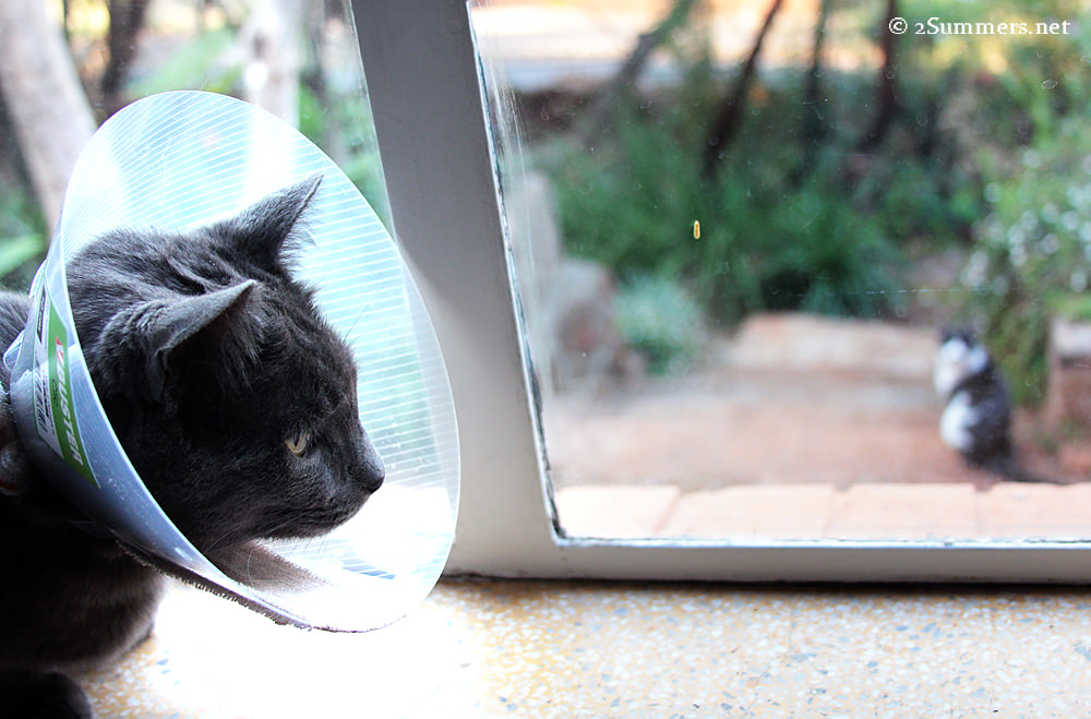 Cat inside cat outside