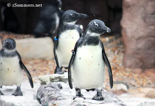 African penguins in PE