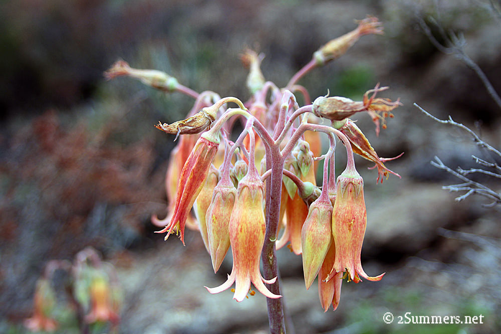 Mountain flowers