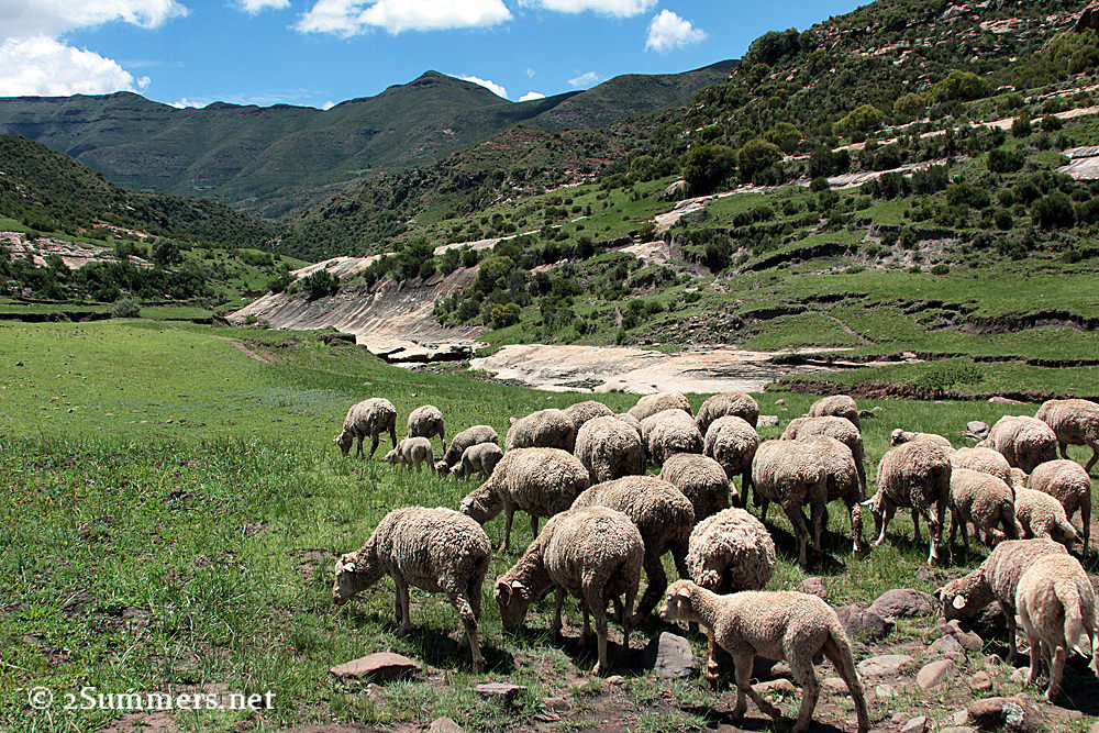 Sheep and mountains