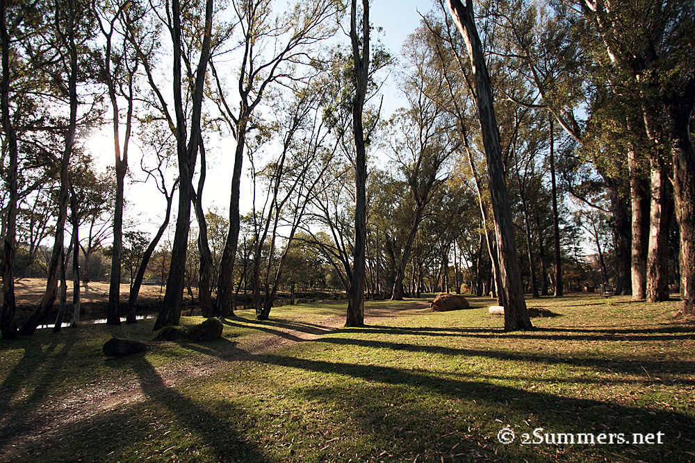 Parkmore - Field and Study trees