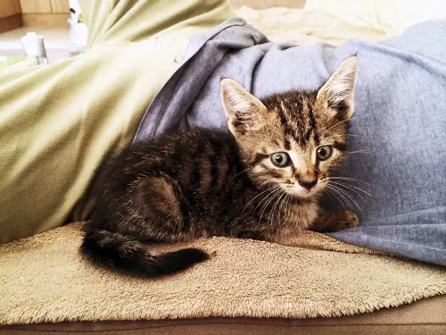 Fender the cat