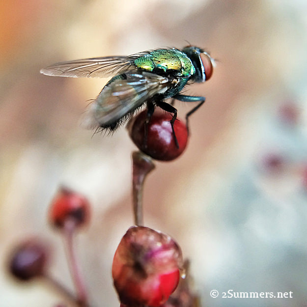 Macro Fly