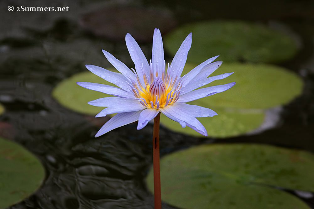 Water flower