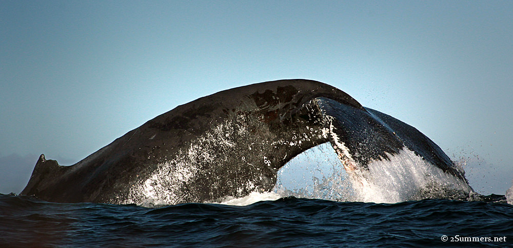 Whale tail1