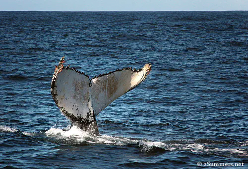 Whale tail Knysna