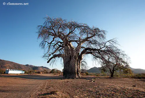 Baobab in Zimbabwe