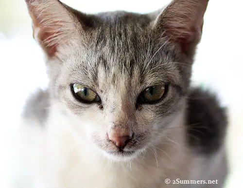 2Summers Logo Featured Post